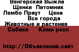 Венгерская Выжла. Щенки. Питомник Лембо Праут. › Цена ­ 35 000 - Все города Животные и растения » Собаки   . Коми респ.